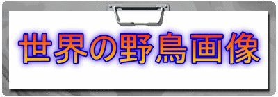 世界の野鳥画像