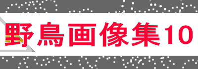 野鳥画像集10 