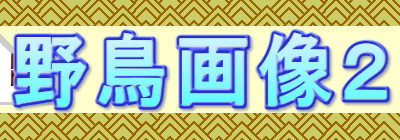 野鳥画像２