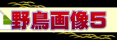 野鳥画像５