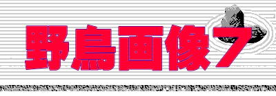 野鳥画像7