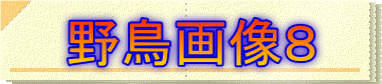 野鳥画像８