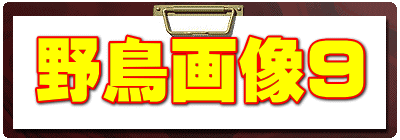 野鳥画像9